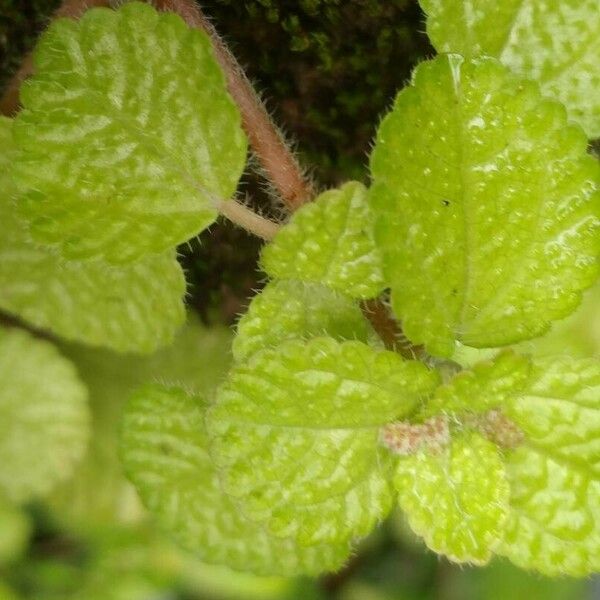 Pilea nummulariifolia Lehti