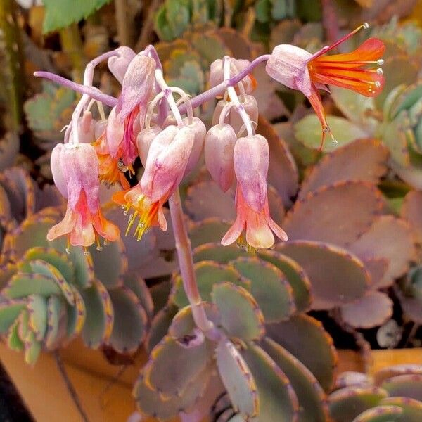 Kalanchoe fedtschenkoi Floro