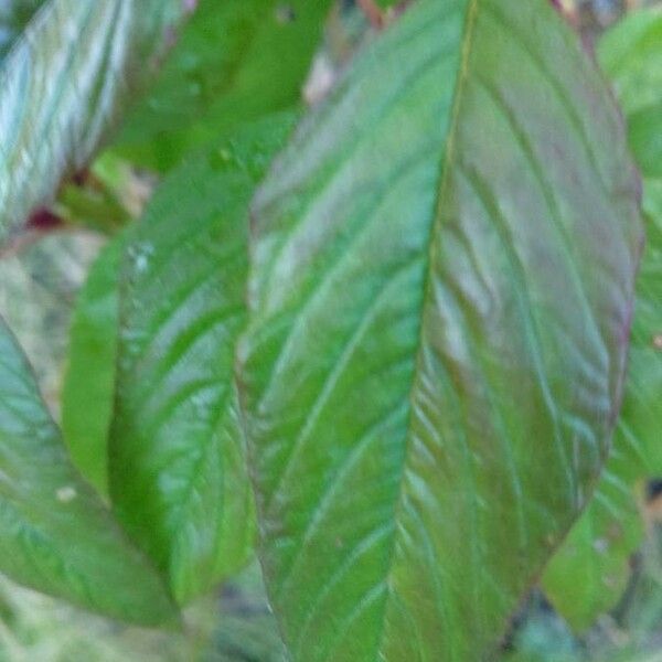 Amaranthus caudatus Blad