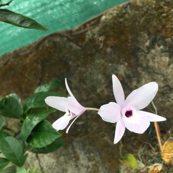 Laelia rubescens Кветка