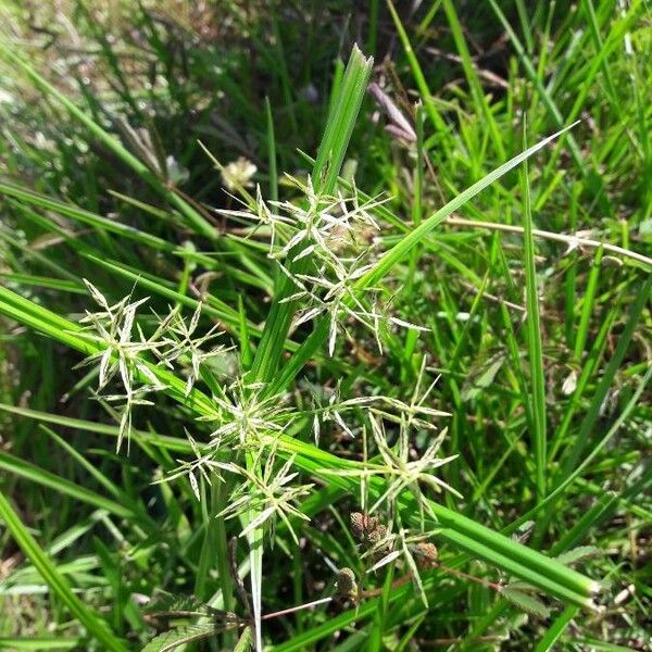 Cyperus sphacelatus Habitatea