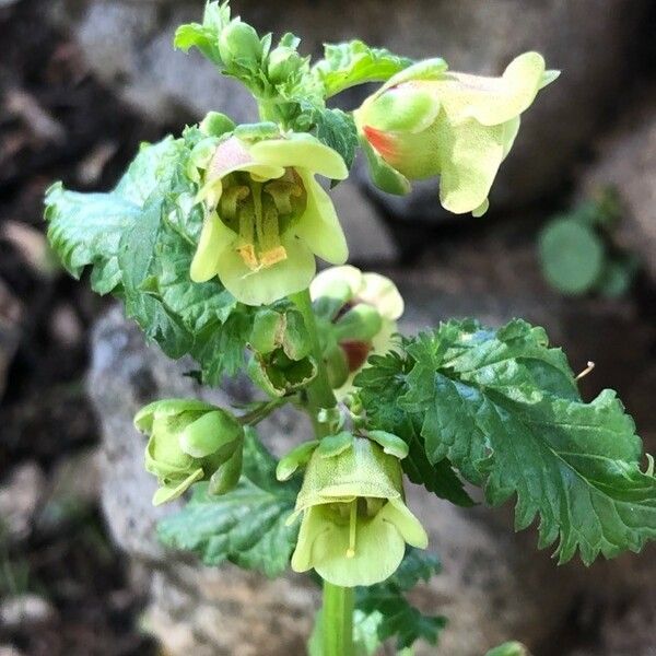 Scrophularia vernalis Blüte