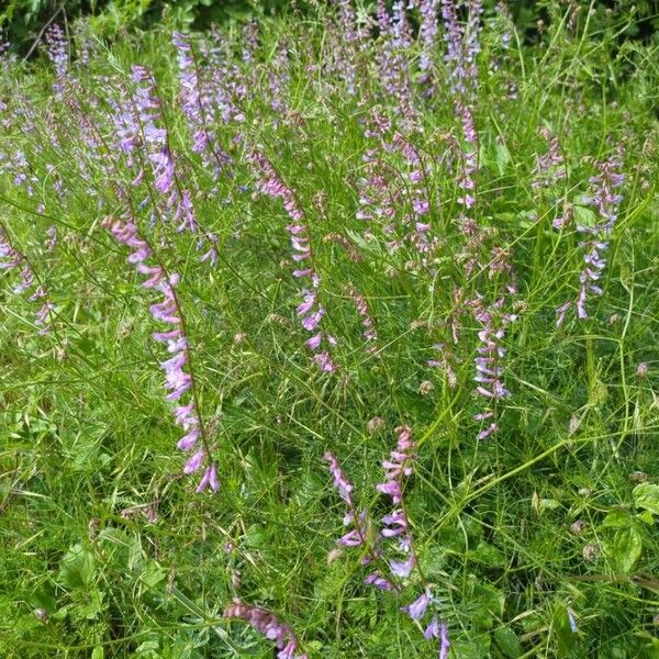 Vicia dalmatica Floare