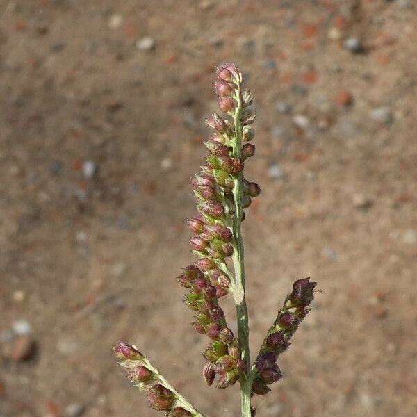 Echinochloa colonum Ŝelo