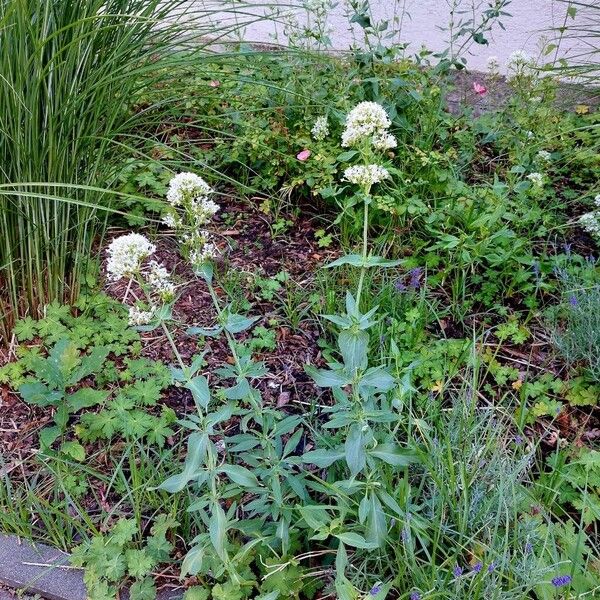 Valeriana rubra Хабит