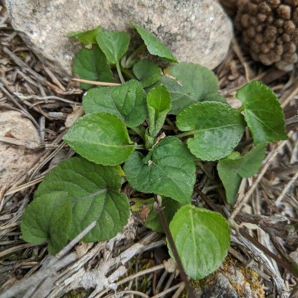 Viola odorata Fuelha