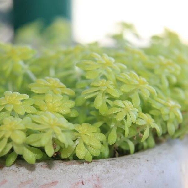 Sedum japonicum Blüte