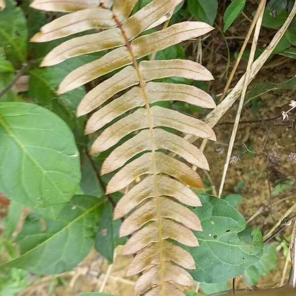 Blechnum occidentale Fulla