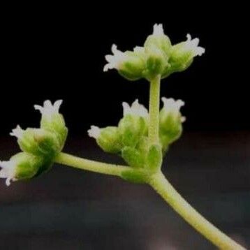 Crassula deceptor Flower