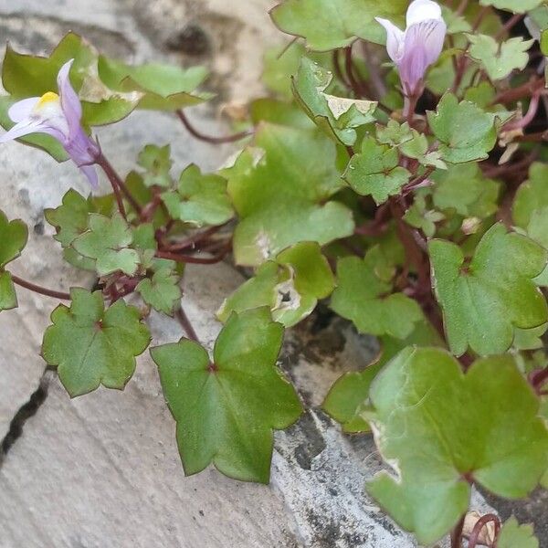 Cymbalaria muralis Ліст