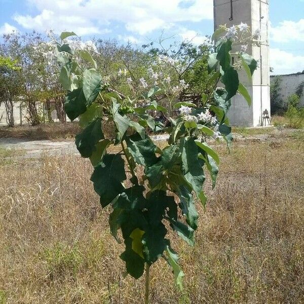 Solanum torvum Облик