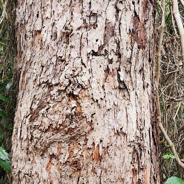 Eucalyptus botryoides Azala