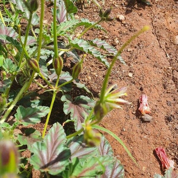 Monsonia longipes Frucht