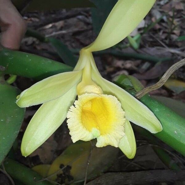 Vanilla pompona Flower