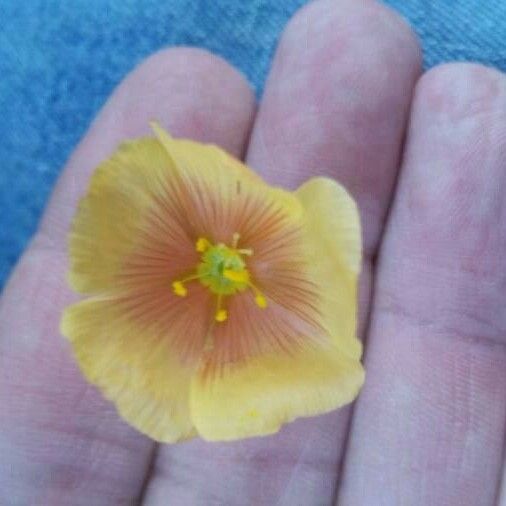 Linum rigidum Flower