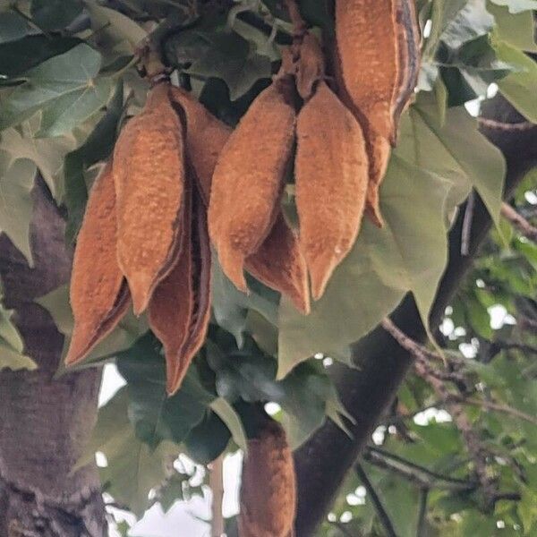 Brachychiton discolor Frukt