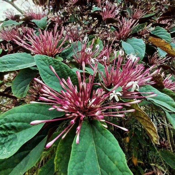 Clerodendrum quadriloculare Blüte