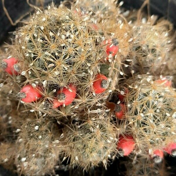 Mammillaria prolifera Costuma