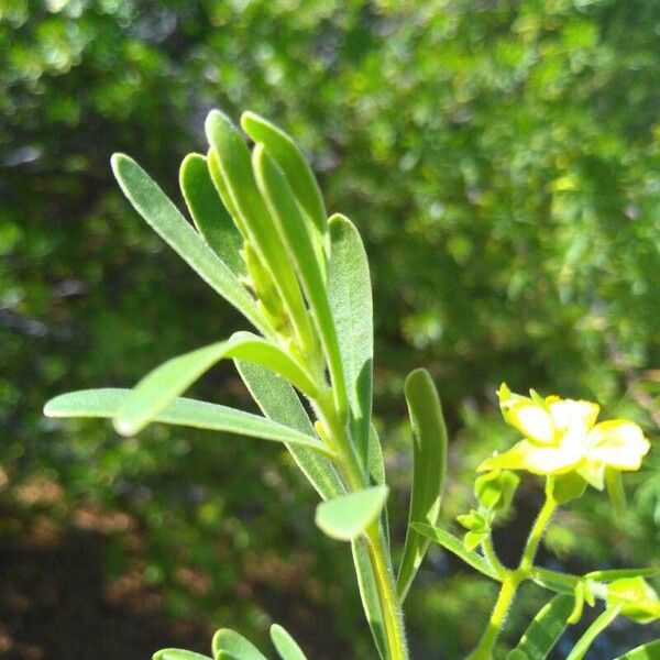 Suriana maritima Leaf