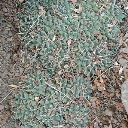 Mammillaria magnimamma Blatt