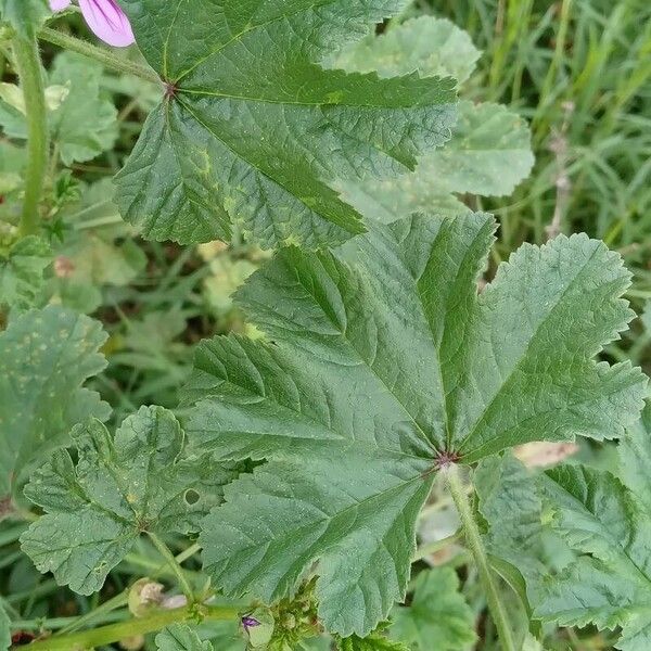 Malva sylvestris ഇല