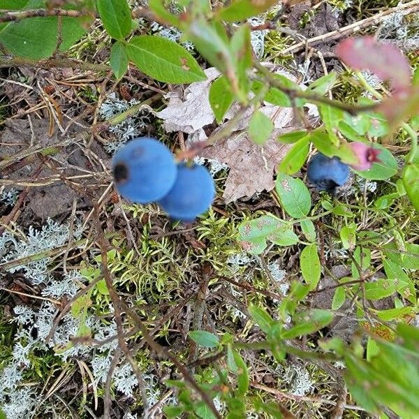 Vaccinium angustifolium Fruto