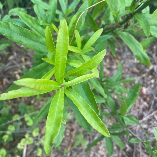 Quercus phellos পাতা