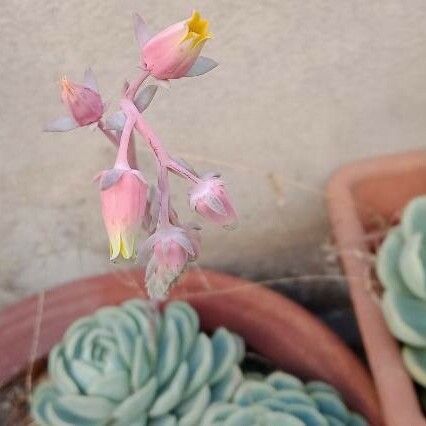 Echeveria elegans Çiçek