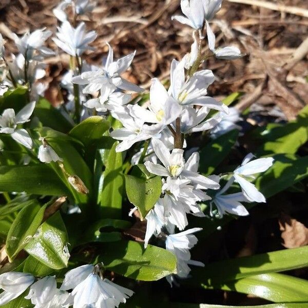 Scilla mischtschenkoana Flower