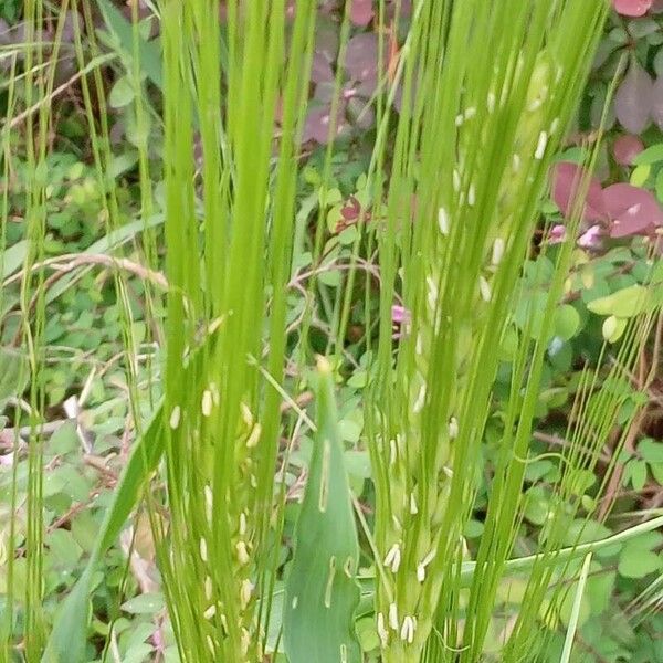 Hordeum vulgare Кветка