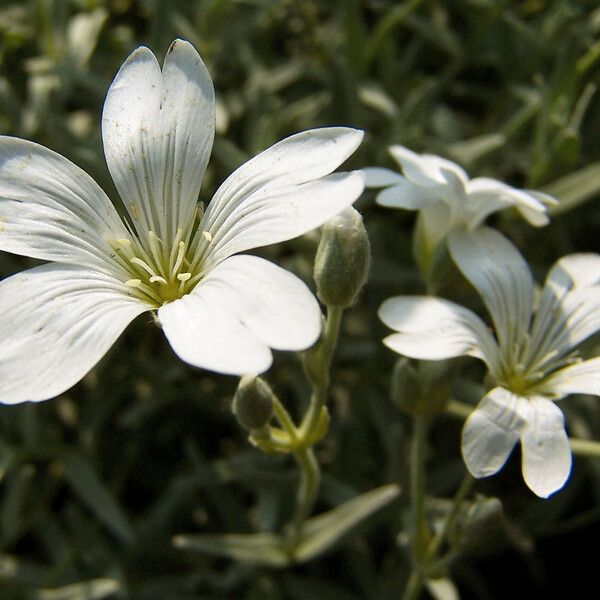 Cerastium biebersteinii Flower