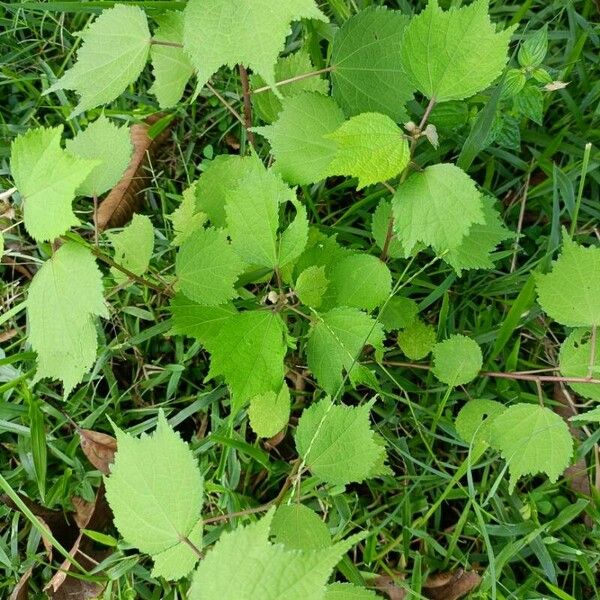 Triumfetta rhomboidea Habit