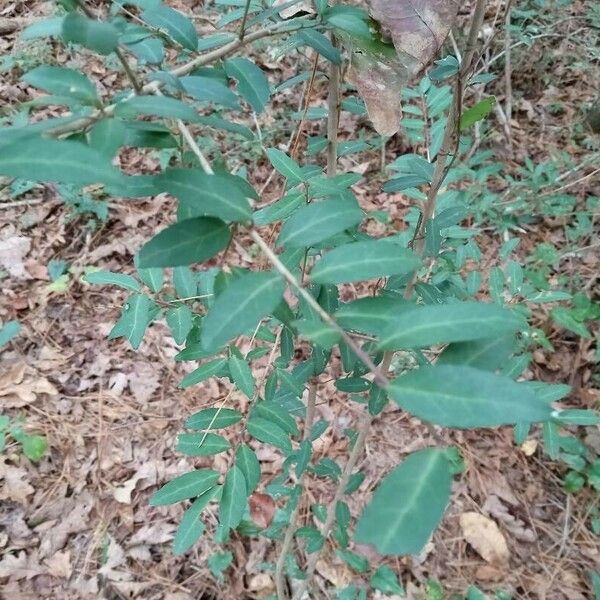 Ilex vomitoria Blad