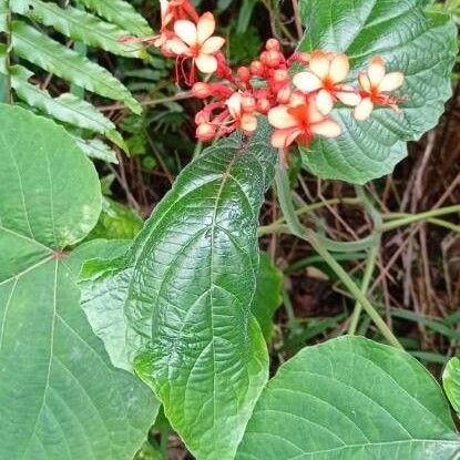 Clerodendrum speciosissimum Floro