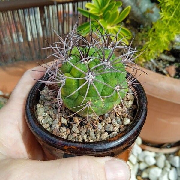 Gymnocalycium pflanzii Lapas