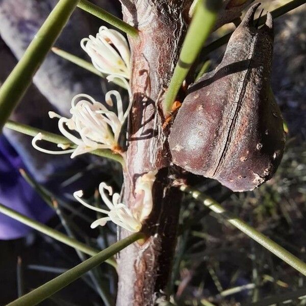 Hakea sericea Plod