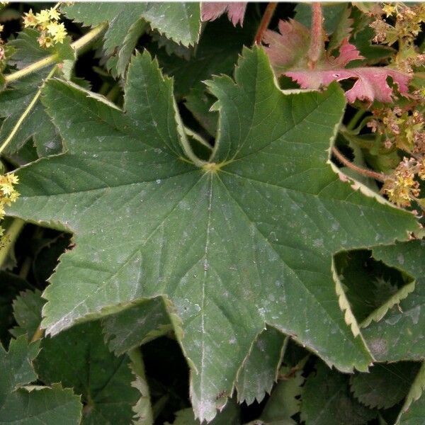 Alchemilla splendens Leaf