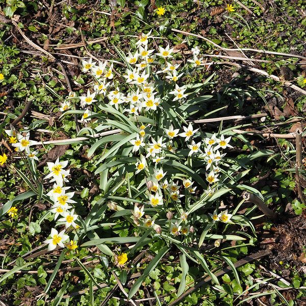 Tulipa biflora Habit