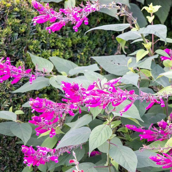 Salvia involucrata Blüte