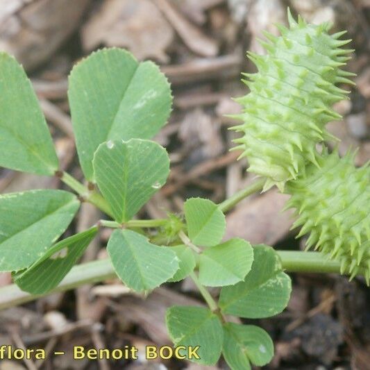 Medicago murex Outro