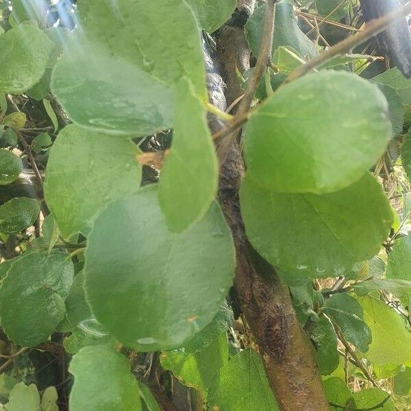 Cordia monoica ഇല