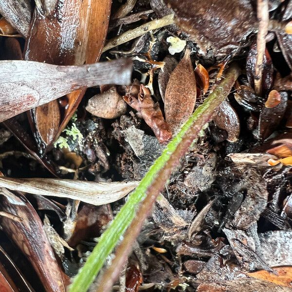 Caladenia catenata Yaprak