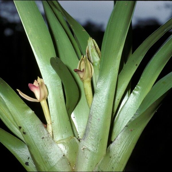 Maxillaria violaceopunctata Blomma