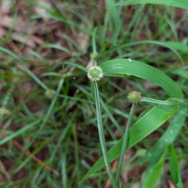 Cyperus brevifolius Blomst