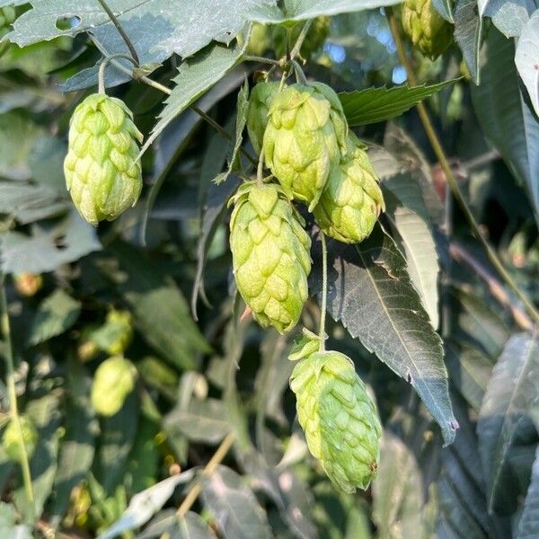 Humulus lupulus Blüte