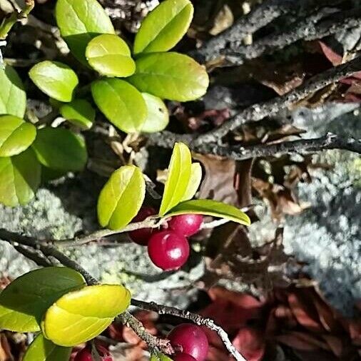 Vaccinium vitis-idaea Fruit