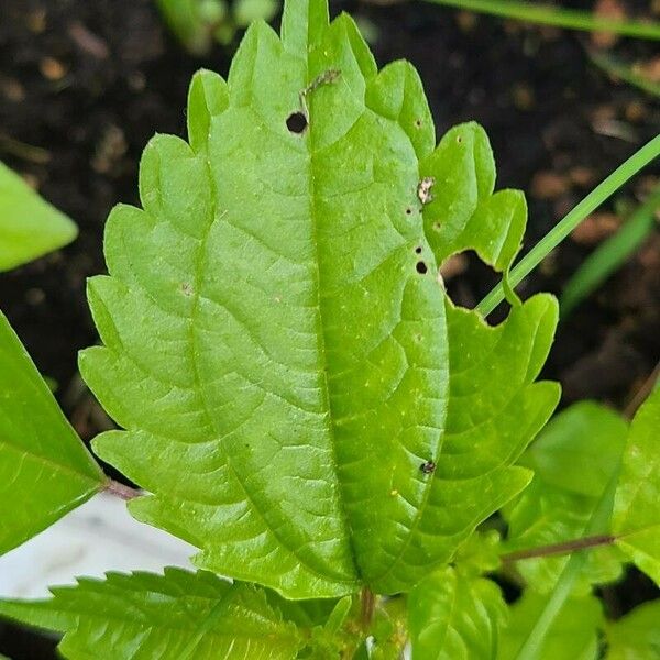 Pilea pumila 叶