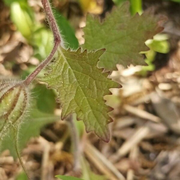Rehmannia piasezkii Leaf