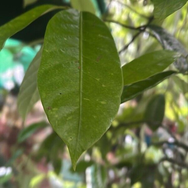 Myristica fragrans Liść