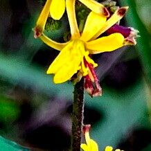 Triumfetta rhomboidea Blomst